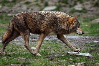 Wolf reißt zwei Kälber im nördlichen Vogtland: „Er bedroht unsere Existenz“ - Ein Wolf riss im Vogtland zwei Kälber. Das Foto dient der Illustration und entstand nicht im Vogtland.