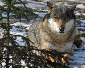 Wolf