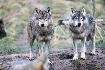 Wolfsjagd bald auch in Sachsen zulässig: Wie viele Tiere müssen bald dran glauben? - Was das erleichterte Jagdrecht bei Wölfen für die im Freistaat lebenden Tiere genau bedeutet, ist noch unklar.