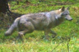 Der Rüde könnte sich bereits mit einem Weibchen vereint haben. Neue Spuren belegen, dass mit großer Wahrscheinlichkeit ein Wolfspaar in der Region unterwegs ist.