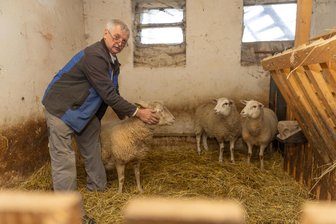 Wolfsrisse im Erzgebirge bestätigt: DNA-Probe gibt Aufschluss über Herkunft des Raubtiers - Christian Loos und seine Familie haben im November fünf Schafe durch Wolfsrisse verloren. Die verbliebenen Tiere, hier ein Archivbild, sind zurzeit weiter im Stall.