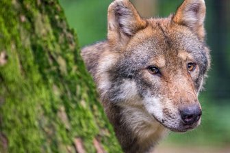 Wolfsübergriffe nehmen in der Freiberger Region zu: Wie schützt man seine Tiere am besten? - In Sachsen gab es zuletzt laut der Fachstelle Wolf 28 Rudel. Zu einem Rudel gehören meist fünf bis sechs Tiere.