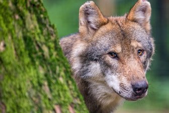 Wolfsübergriffe nehmen in der Region zu - In Sachsen gab es zuletzt laut der Fachstelle Wolf 28 Rudel. Auf tschechischer Seite sind zwei Rudel bestätigt. Zu einem Rudel gehören meist fünf bis sechs Tiere.
