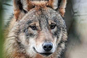 Wolfsvorkommen in Mittelsachsen: "Es gibt Wölfe auf Durchreise" - Ein Wolf auf Suche: Dieses Foto entstand im Biotopwildpark Anholter Schweiz in Isselburg. In Mittelsachsen streifen ebenfalls Wölfe umher. Zwölfmal erreichten die Fachstelle Wolf im 2022 Hinweise auf das Raubtier. Im August hatte ein Tier in der Rochlitzer Region vier Schafe gerissen und fünf verletzt. 