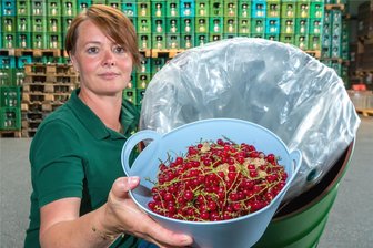 Wolkensteiner Getränkehersteller geht das Obst aus: „Es ist eine Katastrophe“ - Das Fass ist kaum gefüllt. Kati Hofmann vom Wolkensteiner Getränkehersteller Sachsenland Fruchtquell ist für jede Obstlieferung dankbar, wie im Foto Johannisbeeren aus einem Kleingarten.