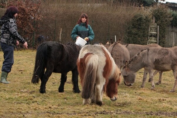 Ines Thrömer (rechts) und Petra Bures betreuen im Tiergehege die Esel und Ponys.