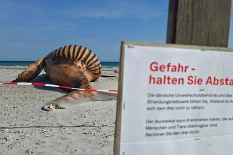Woran starb der Buckelwal? Obduktion soll Rätsel lösen - Neugierige dürfen bei der Obduktion des Buckelwals dabei sein - aber nur mit Sicherheitsabstand.