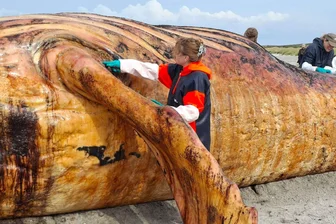 Woran starb der Buckelwal? Obduktion von Kadaver gestartet - Fachleute obduzieren den als "Timmy" bekannten Buckelwal am Strand der Insel Anholt.