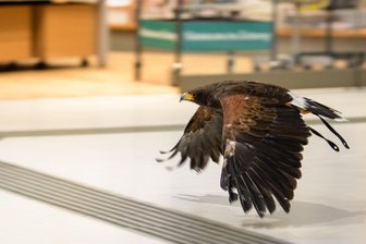Wüstenbussard jagt Tauben in Münchner Einkaufspassage - Der Falkner Rau vertreibt mit seinen Raubvögeln Tauben aus öffentlichen Gebäuden.