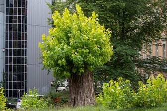 Wunder der Natur mitten im Stadtzentrum: Plauens einst prächtigste Pappel reagiert auf massiven Rückschnitt - Die radikal gestutzte Pappel an den Kolonnaden hat mit starkem Neuaustrieb reagiert.