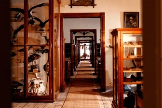 „Wunderkammer Waldenburg“ – neuer Prachtband wird erstmals öffentlich vorgestellt - Blick ins Museum Naturalienkabinett Waldenburg.