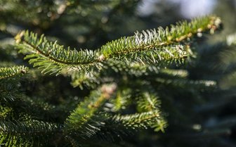 Wunschzettelbaum bei Leitermann in Weidensdorf: Wie funktioniert die Aktion? - 36 Wunschzettel hängen am Weihnachtsbaum im Eingangsbereich des Leitermann-Baumarktes im Remser Ortsteil Weidensdorf.