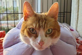 Wurde Balou in eine Waschmaschine gesteckt? Tierschützer aus Hainichen retten misshandelten Kater - Kater Balou erholt sich derzeit beim Tierschutzverein Hainichen nach schlimmen Misshandlungen. Er trägt hier eine flexible Halskrause.