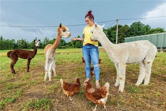 Wuschelig und zum verlieben: Wer die Stars zur Mittsommernacht in Rodewisch sind - Die Alpakas GoCrazy, Gulliver und Shadow (von links) sehen nicht nur niedlich aus und sind prima Wollespender, sie beschützen den Hühnerhaufen auch vor bösen Eindringlingen wie Fuchs und Habicht, erklärt Sandra Werner.
