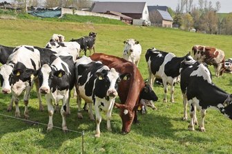 Wutwelle gegen Landwirt: Was am Tierquälerei-Vorwurf dran ist - Über die Haltungsbedingungen in Christian Roschers Stall ist mittlerweile eine Diskussion entbrannt. Zurzeit sind die Kühe meist auf der Weide vor dem Hof. Fest steht, dass am 5. April ein Tier im Stall erschossen werden musste. War dies Ergebnis einer Verkettung unglücklicher Umstände oder hatten die schlechten Bedingungen System? Die Folgen des Vorfalls sind für den Landwirt so oder so heftig.