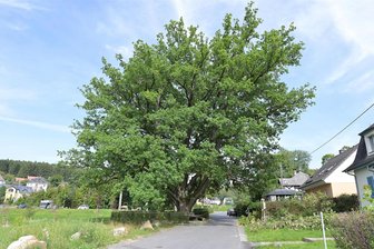 XL-Ast kracht auf Privatgrundstück: Wie sicher ist Bad Elsters berühmtester Baum? - Die Stieleiche am Heißenstein in Bad Elster steht in unmittelbarer Nachbarschaft mehrerer Wohnhäuser. Am Montagabend ist ein großer Hauptast abgebrochen und auf ein Privatgrundstück gestürzt.