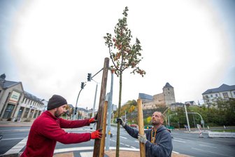 XXL-Baustelle in der Plauener Innenstadt: Die ersten Bäume kommen in die Erde -