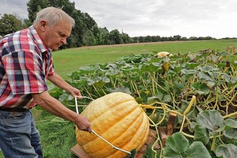 XXL-Gemüse bis ungarischer Tanz: Das ist zum Stollberger Bauernmarkt los - Riesenkürbisexperte Rainer Drechsler hat im Vorfeld des Bauernmarktes Züchter beraten.