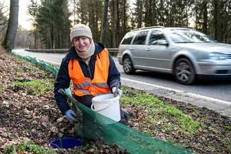 Zäune am Straßenrand: Frösche kennen keine Fußgängerampel - In Zeiten der Krötenwanderung werden auch in Mittelsachsen aufgestellte Amphibienschutzzäune täglich von ehrenamtliche Helfern aufgesucht und Eimer am Zaun geleert.
