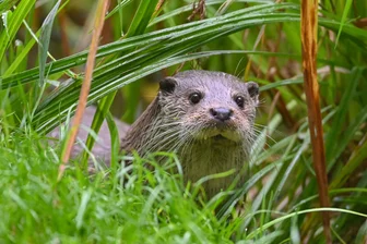 Zäune gegen Otter: Der Kampf der Angler im Erzgebirge - Gefährdet und geschützt, aber ein Problem für Angelvereine: Der Fischotter nutzt gern Angelteiche als Jagdreviere und macht damit die Arbeit der Vereine zunichte.