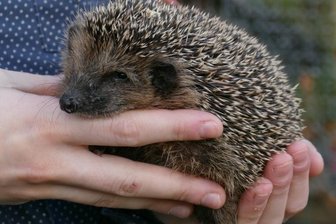 Zahlreiche Igel sind auf Hilfe angewiesen - Einer der acht Bewohner, die in der Tierschutzstation dank intensiver Betreuung aufgepäppelt werden.