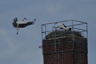 Zahlreiche Jungstörche im Erzgebirge: Storchen-Nachwuchs wird bald flügge - Ein Altstorch – ob Storch oder Störchin ist nicht unterscheidbar – fliegt zum Füttern den Horst in Jahnsdorf an.