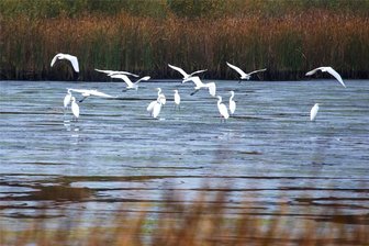 Zahlreiche Silberreiher lassen sich am Burgteich bei Plauen nieder - Dutzende Silberreiher fliegen derzeit den fast abgelassenen Burgteich bei Plauen an.