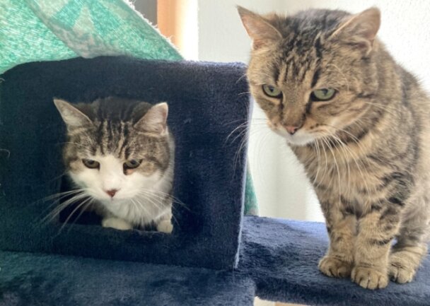 Zahme Senioren auf vier Pfoten warten auf ein neues Zuhause - Suchen ein Zuhause: Zwei der insgesamt sechs betagten Katzengeschwister aus dem Tierheim in Bockau. 