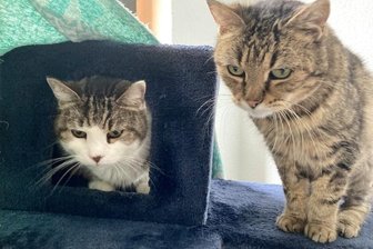 Zahme Senioren auf vier Pfoten warten auf ein neues Zuhause - Suchen ein Zuhause: Zwei der insgesamt sechs betagten Katzengeschwister aus dem Tierheim in Bockau. 