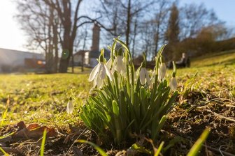 Zarte Blüten kündigen das Frühjahr an - 