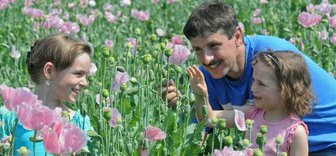 Mohnblumenfeld
