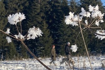 Zauberhaftes Naturschauspiel im Erzgebirge: Hier blühen frostige Blumen - Frostige Blumen: Dieses Naturschauspiel ist am Wochenende im Erzgebirge zu sehen gewesen.