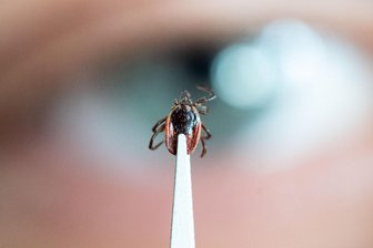 Zecken: Erneut Anstieg bei Borreliose-Meldungen in Chemnitz, FSME aber rückläufig - Der Gemeine Holzbock ist die am weitesten verbreitete Zeckenart Europas.