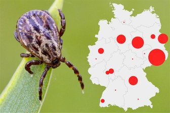 Zecken-Gefahr beim Public Viewing: Hier müssen Sie beim EM-Schauen aufpassen - Eine Zecke auf einem Grashalm: Die Blutsauger kann man sich beim Public Viewing einfangen.