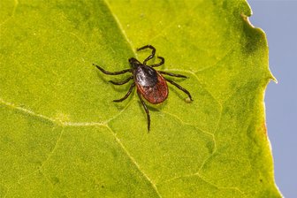 Zeckenalarm mitten im Herbst - ist das noch normal? - Der Gemeine Holzbock ist in Sachsen heimisch und wird etwa 2,5 bis 4 Millimeter groß.