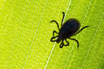 Zeckensaison in Chemnitz: Borreliose-Erkrankungen immer früher im Jahr - Zecken können FSME und Borreliose übertragen.