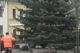 Zehn Meter hoher Baum schmückt Weihnachtsmarkt in Elsterberg - Stadtbauhof-Mitarbeiter Reinhard Semrau dirigierte am Dienstag auf dem Elsterberger Marktplatz die Aufstellung des diesjährigen Weihnachtsbaumes. 