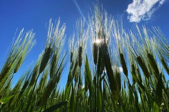 Zehn Milliarden Menschen bis 2050: Kann die Erde noch alle ernähren? - Ähren ragen im brandenburgischen Münchehofe in den Himmel.
