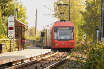Zehn Wildschweine von Citybahn getötet -