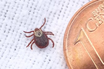 Zeitiger Zeckenalarm: Schon 107 Borreliose-Fälle in Sachsen - Größenvergleich: Eine Wiesenzecke neben einer Ein-Cent-Münze.