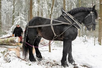 Zerstörte Waldwege durch Holzernte: Können Pferde das Problem lösen? - Die Kraft des Pferdes und die Geschicklichkeit von Holzrückerin Ines Bruchhold sind gefragt, wenn das Duo Baumstämme aus dem Wald hin zu den Wegen bringt, von wo aus sie leicht abzutransportieren sind. 