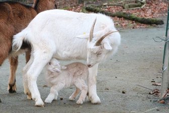 Eine der vier jungen Zwergziegen mit ihrer Mutter