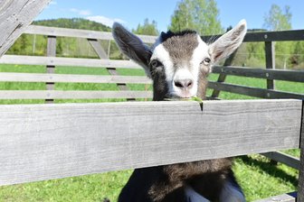 Ziegennachwuchs in Museum im Vogtland: Hier erfreuen niedliche Tiere die Besucher - Frisches Grün schmeckt schon gut, an Mutters Milchtheke aber noch besser.