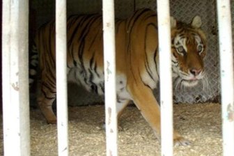 Zirkus droht mit erneuter Klage -