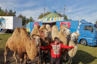 Zirkusleute vor Herkulesaufgabe: Warum die Suche nach passenden Spielorten im Landkreis Zwickau immer schwieriger wird - Steven Köllner vom Circus „Atlantik“ ist mit den vier Sibirischen Steppenkamelen noch bis zum Sonntag auf dem Festplatz zwischen St. Egidien und Lichtenstein zu Gast.