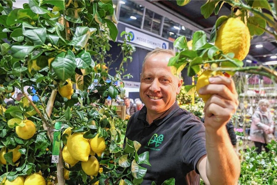 Zitronenbäumchen und Kakteen: Das sind die Trends auf der Frühlingsmesse - Falk Horn von der gleichnamigen Gärtnerei sorgt in den Messehallen mit seinen Zitrusbäumen für Urlaubsflair. 