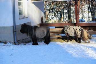 Zoo der Minis schließt weiterhin früher - Die Minishetlandponys haben mit den frostigen Temperaturen und Schnee kein Problem.