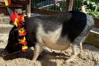 Zoo der Minis: Skandal-Schwein Rudi ist Vater geworden - Minischwein Rudi war im Zoo in der Vergangenheit auch als Orakel eingesetzt worden, wie hier 2021 bei der Fußball-Europameisterschaft.
