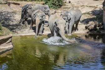 Zoo-Dokus: Welche Serie wurde wo gedreht? - Die Elefantendamen Kewa (l-r), Thuza, Astra und Pantha gehen im Leipziger Zoo baden. Die Tiere gehören zu den Protagonisten der Zoo-Doku "Elefant, Tiger und Co.