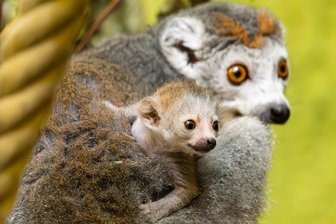 Zoo Dresden: Liebesgeschichte mit einem verblüffenden Happy End - Kronenmaki Amalia kümmert sich fürsorglich um ihren Nachwuchs.